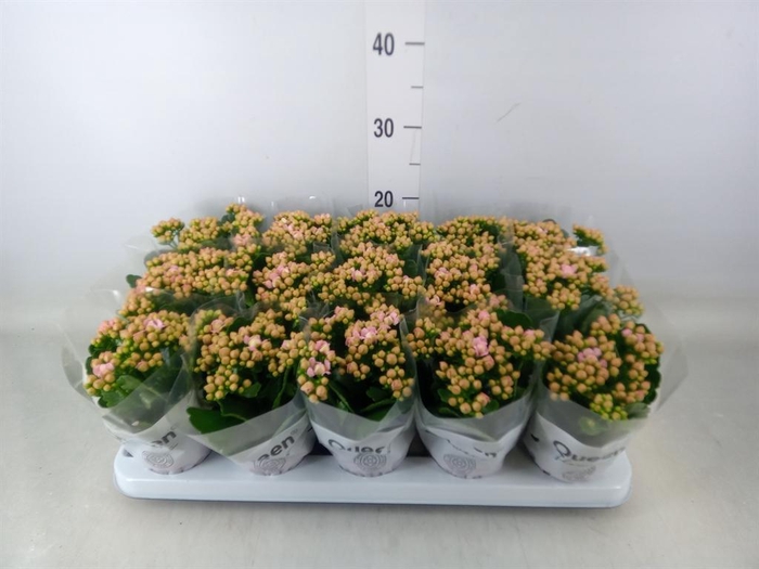 <h4>Kalanchoe  'MoreFlow Lillian'</h4>