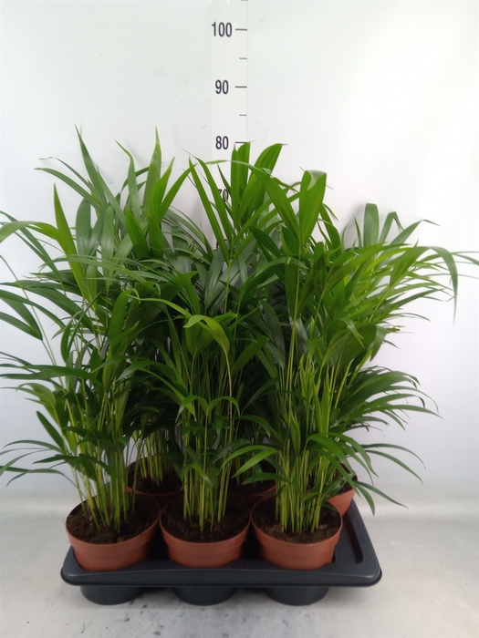 <h4>Dypsis lutescens   ...Chrysalidoca</h4>