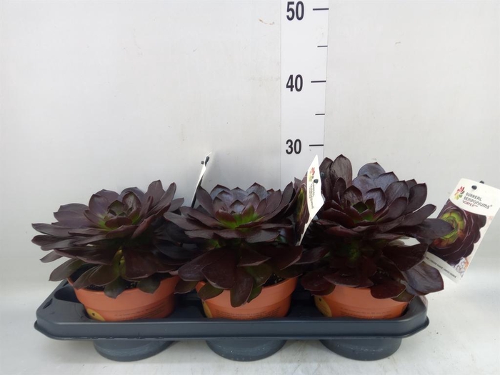 <h4>Succulents   ...</h4>