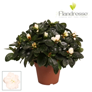 Azalea Flandresse® 'wit' 22 - 25 cm