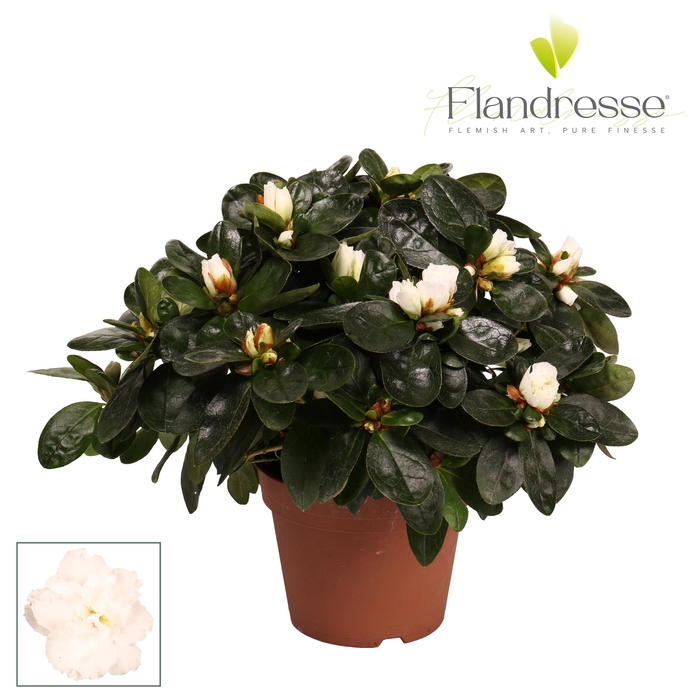 <h4>Azalea Flandresse® 'wit' 22 - 25 cm</h4>