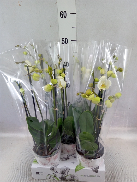 <h4>Phalaenopsis  'Ant Ghent'</h4>