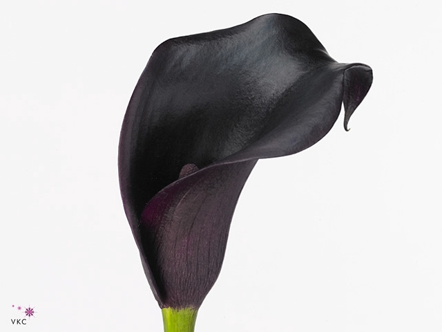 Calla Cantor Kallaland