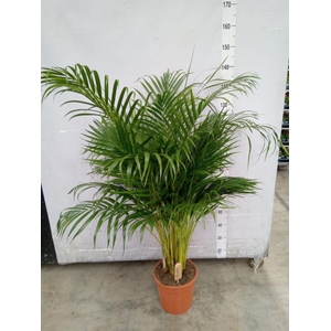 Dypsis lutescens   ...Chrysalidoca