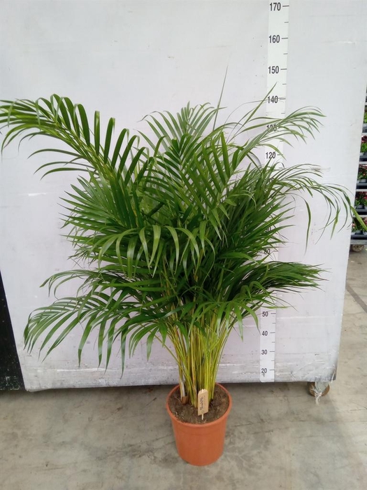 <h4>Dypsis lutescens   ...Chrysalidoca</h4>