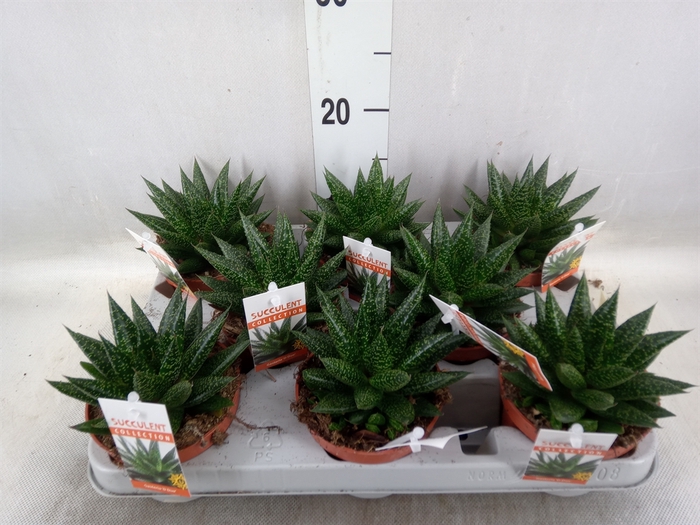 <h4>Gasteria</h4>