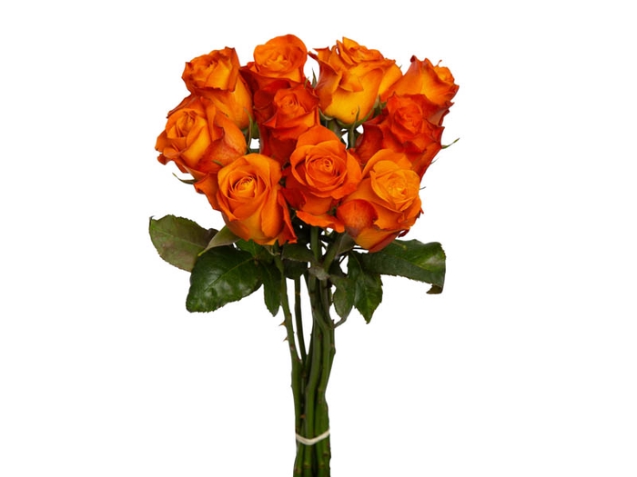 ROSA ORANGE WAVE 040 CM ESTUFA