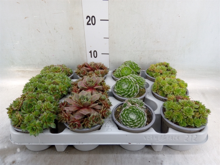 <h4>Sempervivum   ...mix</h4>