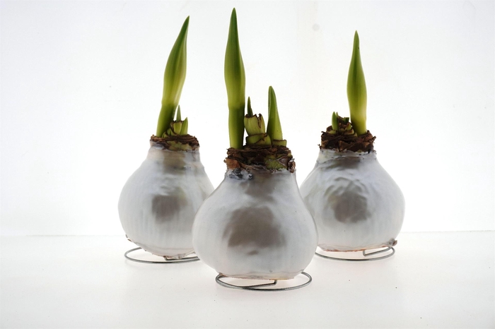 Hippeastrum   ...waxed