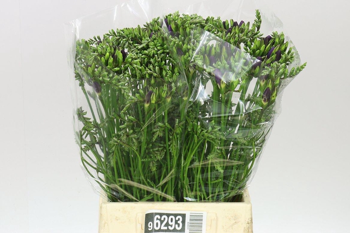 <h4>Fr En Mercurius</h4>