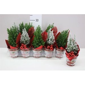 Chamaecyparis La Ellwoodii Zinken Kerstemmer Deco