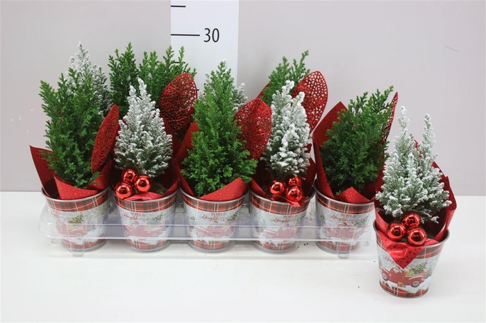 <h4>Chamaecyparis La Ellwoodii Zinken Kerstemmer Deco</h4>