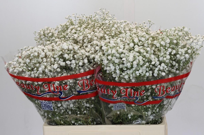 <h4>Gyps Xlence</h4>