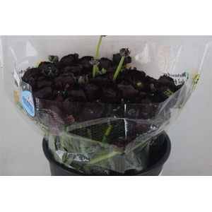 Ran Cloni Sup Nerone