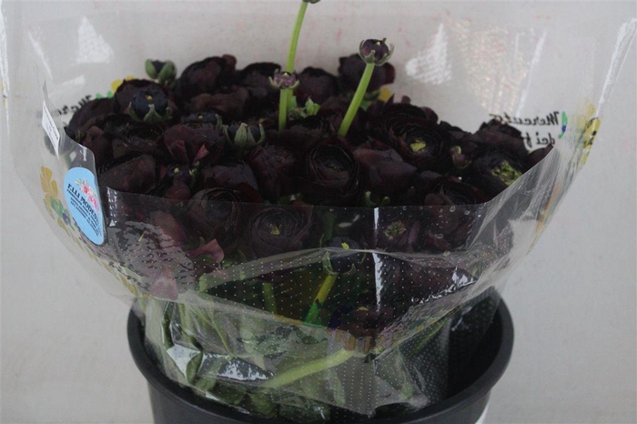 <h4>Ran Cloni Sup Nerone</h4>