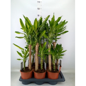 Dracaena frag.   ...mix 3