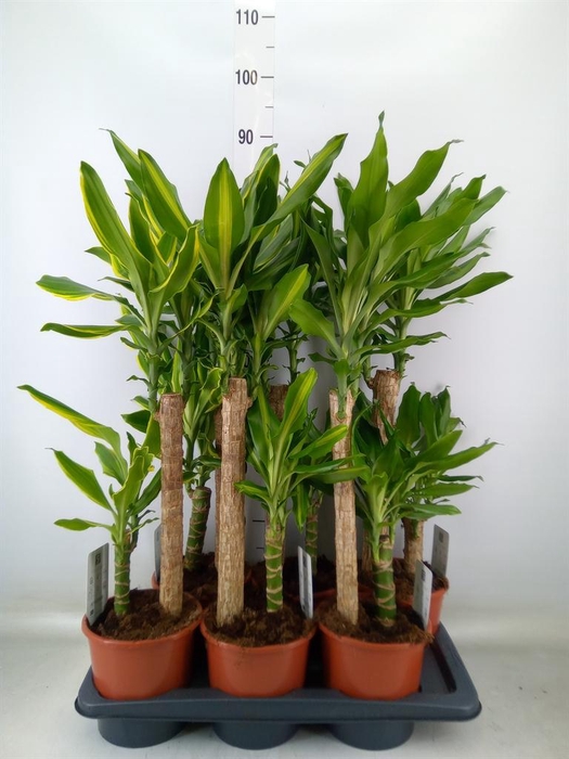 <h4>Dracaena frag.   ...mix 3</h4>