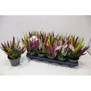 Callu Bl Hi Five Gem