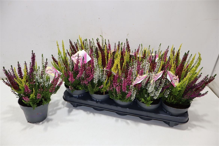 <h4>arr8 Callu Bl Hi Five Gem</h4>