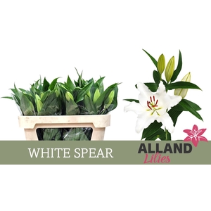 LI OR WHITE SPEAR