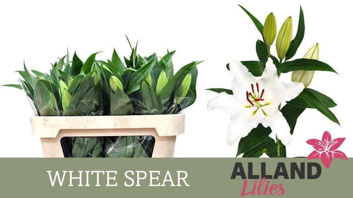<h4>LI OR WHITE SPEAR</h4>