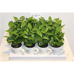 Coffea Arabica In Coffeacups