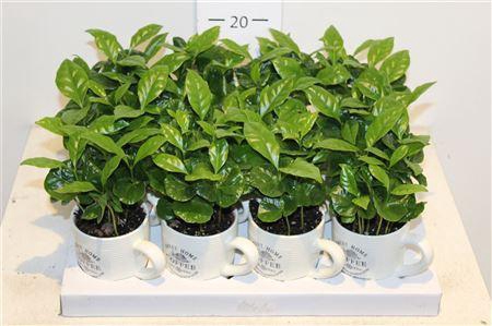 <h4>Coffea Arabica In Coffeacups</h4>