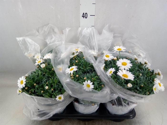 <h4>Argyranthemum   ...</h4>