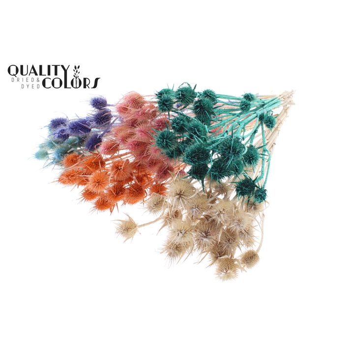 <h4>Cardi Distel 10pc/bunch 55cm Pearl Mix</h4>