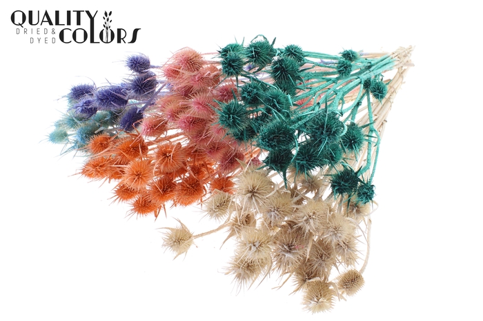 Cardi Distel 10pc/bunch 55cm Pearl Mix