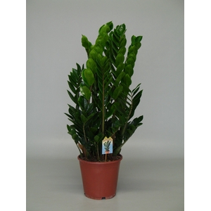 Zamioculcas 24 cm