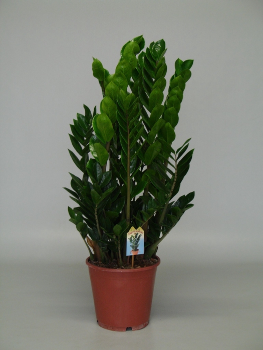 <h4>Zamioculcas 24 cm</h4>