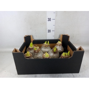 Hippeastrum   ...waxed H%