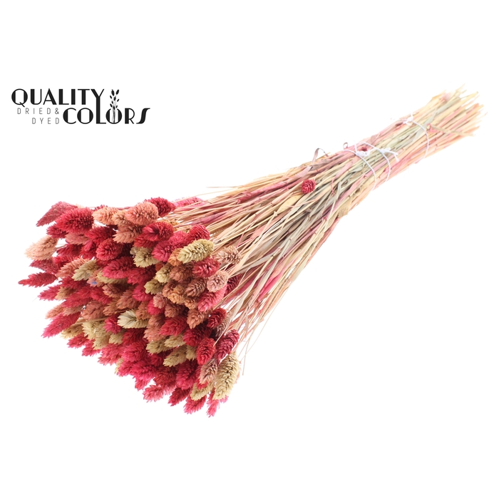 <h4>Phalaris per bunch (sunbleached) Lady mix</h4>