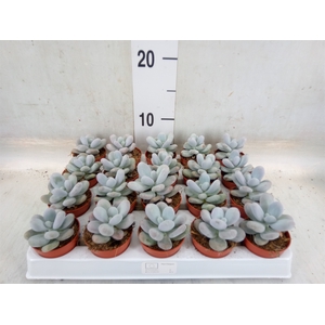 Pachyphytum oviferum