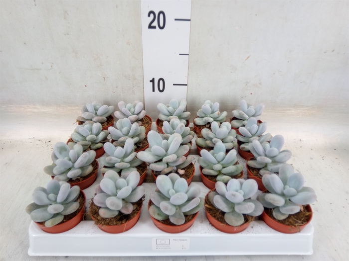 <h4>Pachyphytum oviferum</h4>