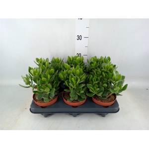 Crassula  'Minova Magic'