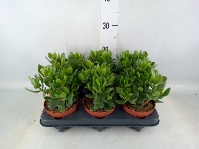 <h4>Crassula  'Minova Magic'</h4>