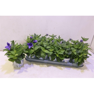 arr8 Platyco Gr Pst Blue