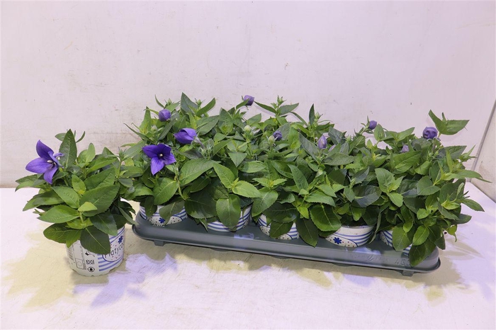 <h4>arr8 Platyco Gr Pst Blue</h4>
