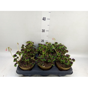 Oxalis tetraphylla 'Iron Cross'