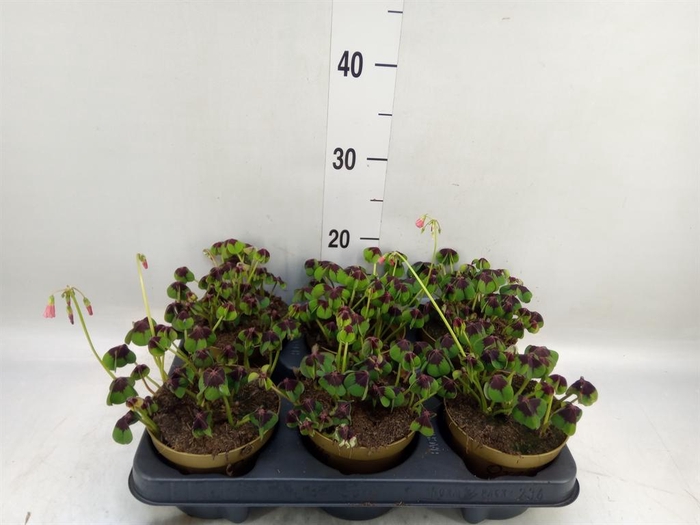 <h4>Oxalis tetraphylla 'Iron Cross'</h4>