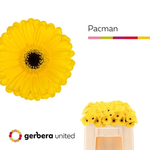 Germini Pacman Water