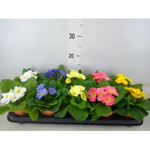 Primula ac.   ...