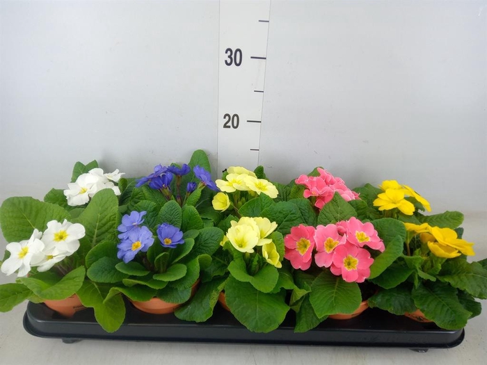 <h4>Primula ac.   ...</h4>