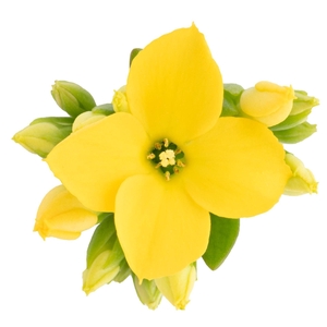 Kalanchoe Calanday Saja