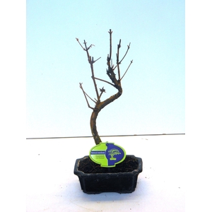 Metasequoia glyptostroboides 15 cm shape, without driptray