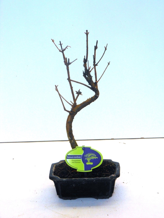 <h4>Metasequoia glyptostroboides 15 cm shape, without driptray</h4>