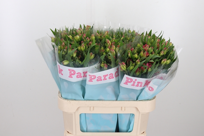<h4>Alstroemeria Pink Paradiso 60 Gram</h4>