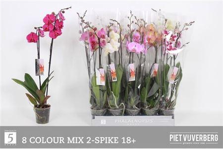 <h4>** Phal Gem 8 Kl 2 Branches 18+ Winter Promo *</h4>